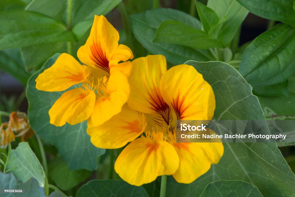 nasturtium Edible flowers, forgotten medicinal plant Alternative Medicine Stock Photo