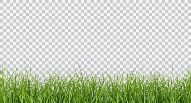 stockillustraties, clipart, cartoons en iconen met vector realistische naadloze helder groen gras rand geïsoleerd op transparante achtergrond - grass