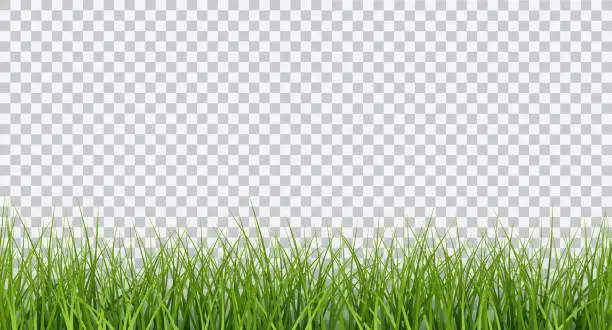 Vector illustration of Vector bright green realistic seamless grass border isolated on transparent background