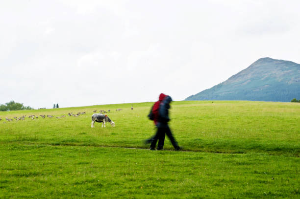 la belle et grande en plein air : randonneurs à pied depuis pâturage des moutons et du bétail - lakedistrict photos et images de collection