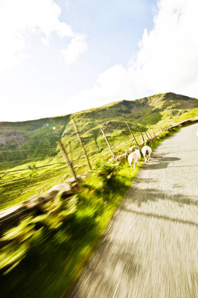 la belle et grande en plein air : mouton sur la vitesse de pointe. en cours d’exécution a road - italian lake district photos et images de collection