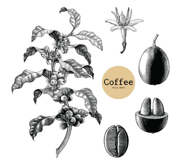 コーヒーの枝、コーヒーの花、コーヒー豆手描きの白い背景に分離されたビンテージ クリップアート - coffee plant点のイラスト素材／クリップアート素材／マンガ素材／アイコン素材