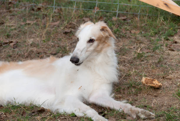 istock Russian Greyhound in a garden 990309688