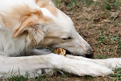 russische-greyhound-in-einem-garten.jpg?b=1&s=170x170&k=20&c=h_SMpxSHRV_C4ILUK8iAYrFaLXVY2IwLNPP0u0t_McI=