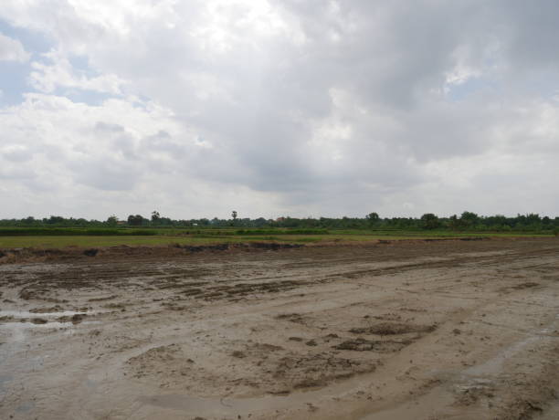 istock Beautiful tree and field landscape in Thailand. 990311846