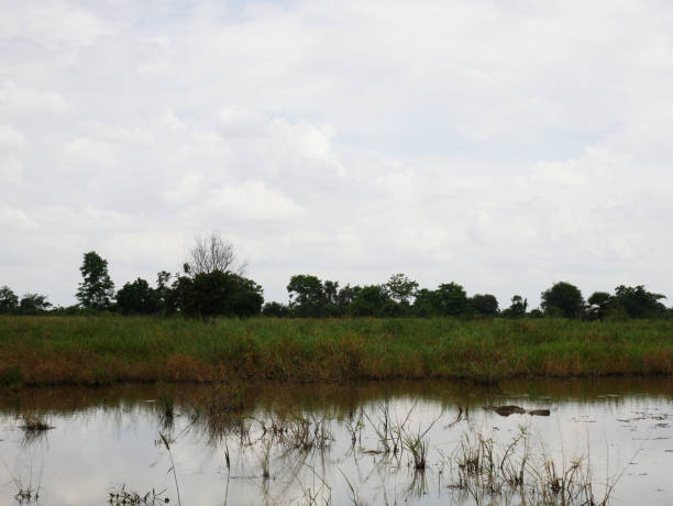 istock Beautiful tree and field landscape in Thailand. 990313252