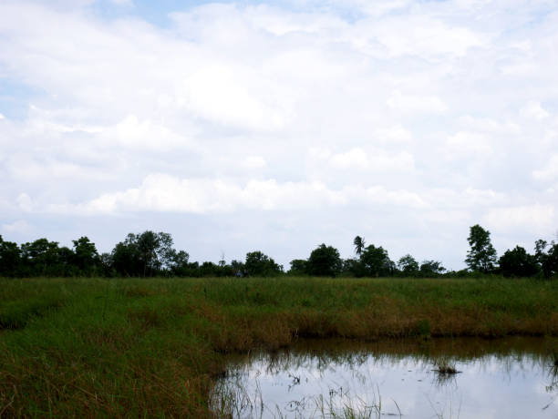 istock Beautiful tree and field landscape in Thailand. 990314004