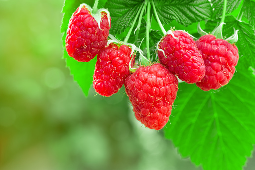 closeup ripe raspberries on the bush ready for harvest with green blurred garden as background