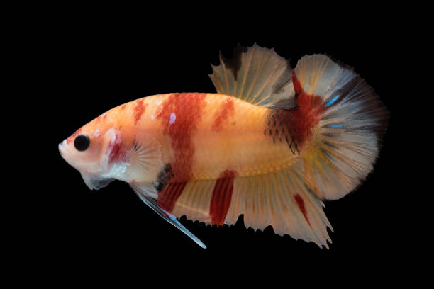istock beautiful betta splendens isolated on black background 990319332