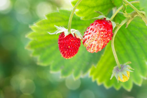 istock woodland strawberries on the bush 990320450