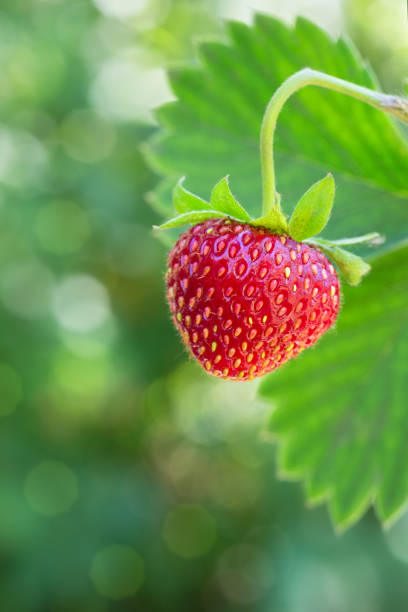 istock ripe strawberry on the bush 990320576