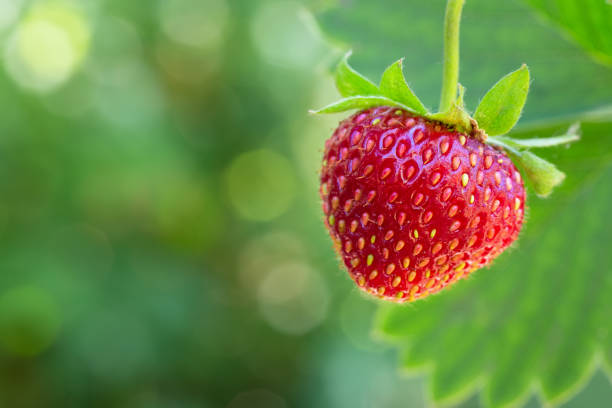 istock ripe strawberry on the bush 990320746