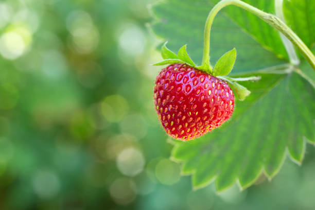 istock ripe strawberry on the bush 990320782