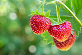 strawberries on the bush