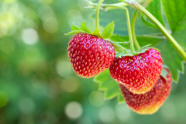 strawberries on the bush closeup ripe strawberries on the bush ready for harvest with green blurred garden as background strawberry stock pictures, royalty-free photos & images
