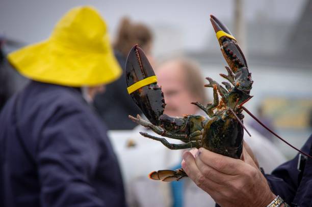 Tour guide holds lobster during educational tour Peggy’s Cove Nova Scotia is a popular tourist destination where guides introduce visitors to the lobster fishing industry maritime provinces stock pictures, royalty-free photos & images