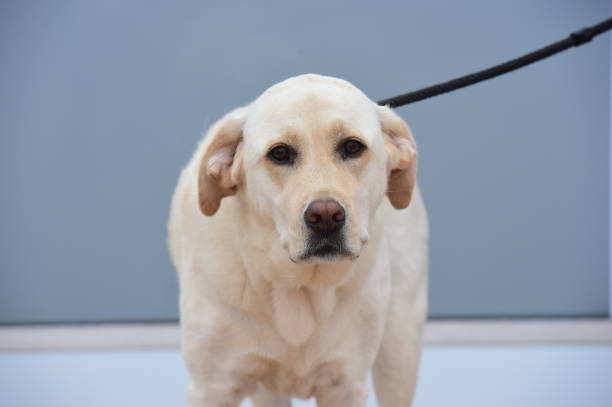 istock Labrador Retriever on deck of ship 990337388
