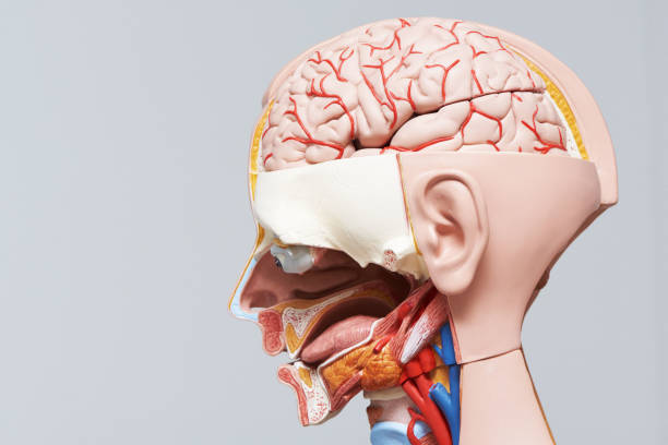 istock Human head and neck anatomy model 990337608