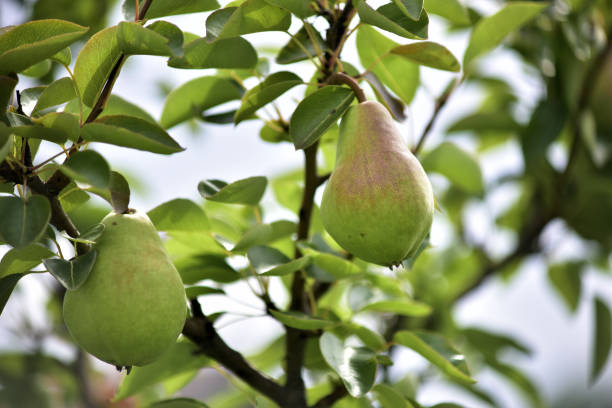 istock organic pear on the branch 990342286