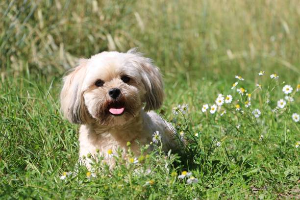 istock small mixed dog portrait in the garden 990345586