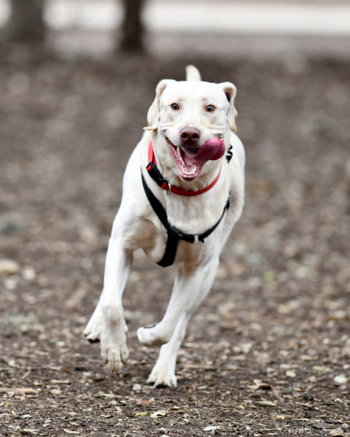 istock Full Grown Yellow Labrador Retriever Playing in the Park 990346094