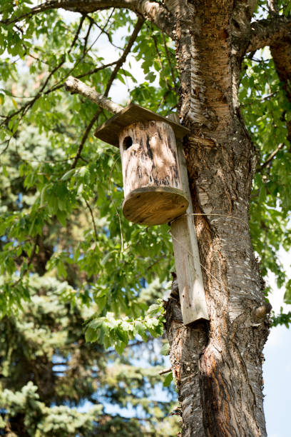 istock Bird House in the tree 990346760