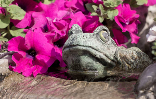 istock decorative frog adorns a fountain in which pelargonium grows 990352852
