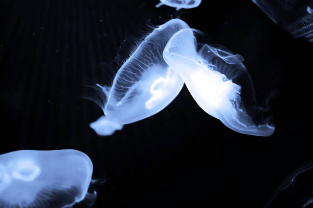 istock Blue jellyfish swim under water 990353956