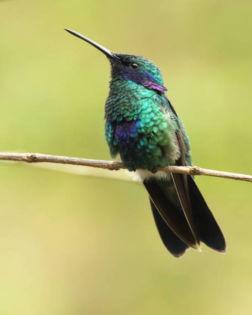 istock A green violetear hummingbird in San Eusebio rainforest Merida Venezuela 990359236