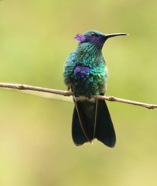 istock A green violetear hummingbird in San Eusebio rainforest Merida Venezuela 990359656