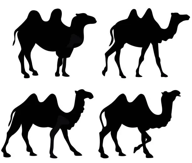 Vector illustration of Silhouette of four walking camels isolated