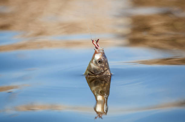 istock Fish caught on a hook in a freshwater pond 990366060