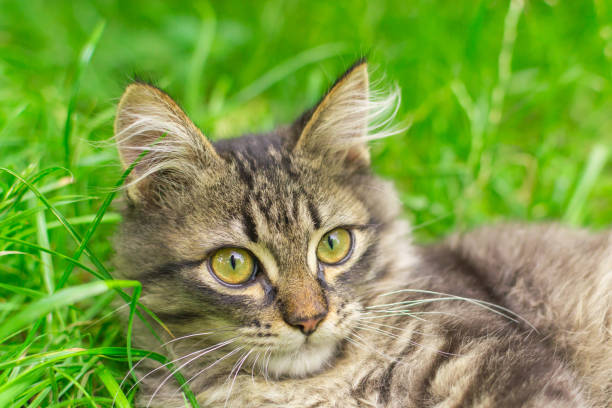 istock portrait of a kitten in the grass 990369006