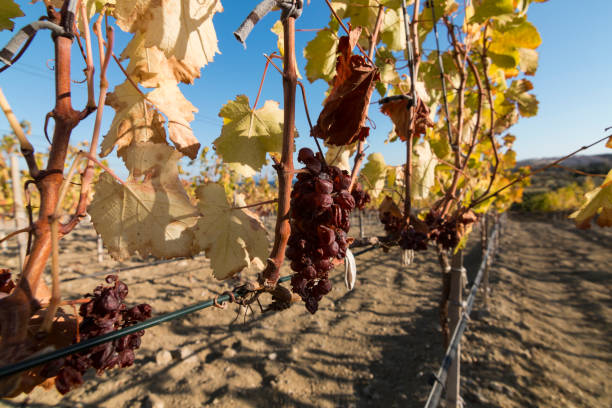 istock Rotten grapes in antique Knidos vineyard in Datca, Mugla, Turkey 990383582