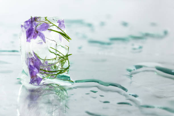 istock Flower frozen in ice cube. Flower iceberg. 990383890