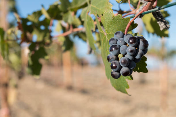 istock Grapes in antique Knidos vineyard in Datca, Mugla, Turkey 990393536