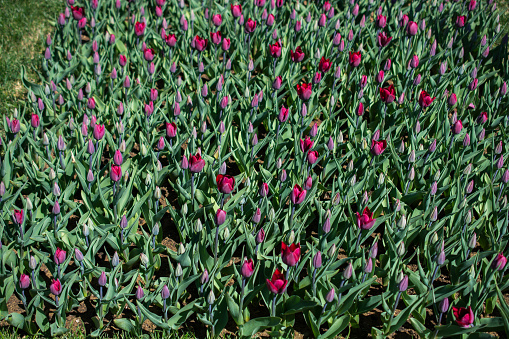 Tulips by the sea