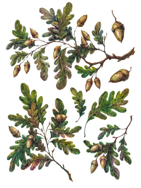 акварея коллекция дубовых ветвей, листьев и желудей - tree oak tree acorn forest stock illustrations