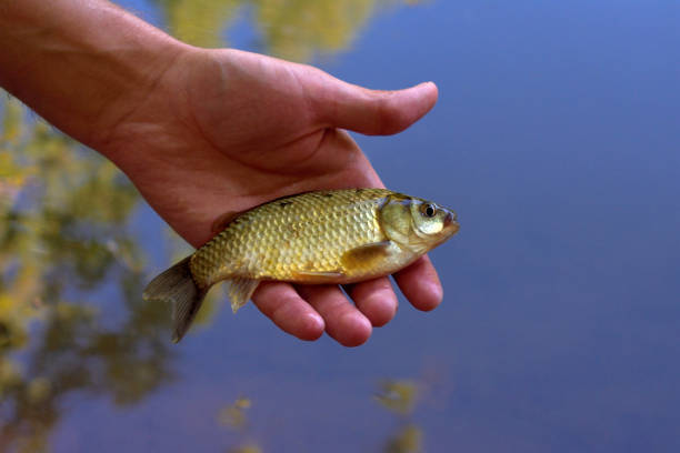 istock One alive carp in hand - view from the top 990427776