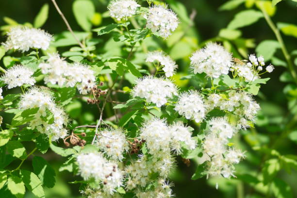 istock Blossoming bush of wild white spiraea (Spiraea chamaedryfolia) in the forest. 990442648