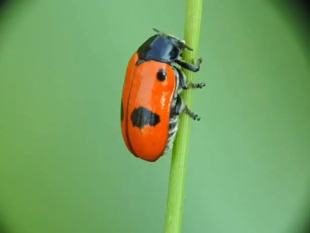 Photo of Red beetle