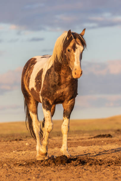 istock Majestic Wild Horse Stallion 990450618