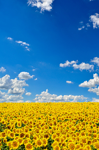 Field of yellow sunflowers against the blue sky.