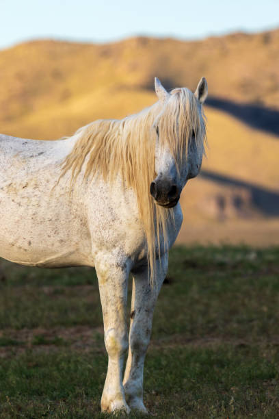 istock Majestic Wild Horse Stallion 990451286