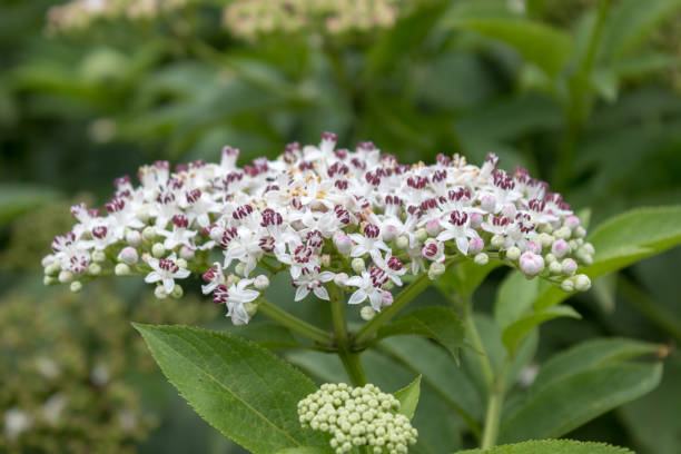istock Flower in Ovcha kupel park 990454330