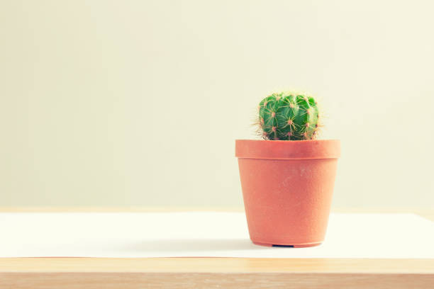istock Cactus in plastic pot on wood floor / vintage tone 990458058