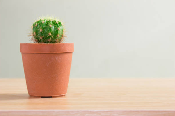istock Cactus in plastic pot on wood floor / vintage tone 990458278