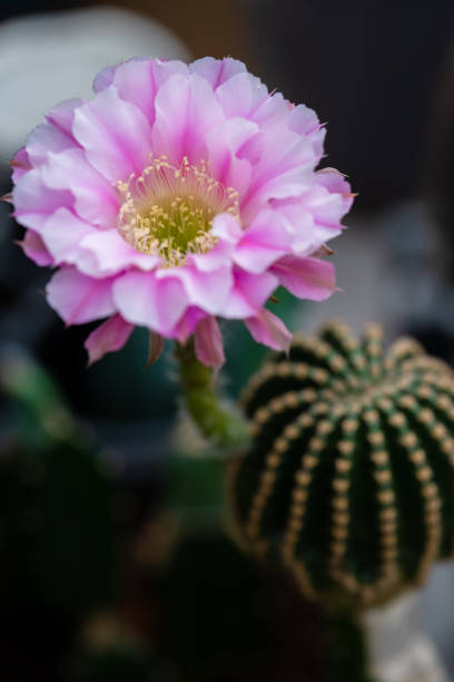 istock Beautiful blooming cactus flower. Macro closeup. Soft focus. 990462114