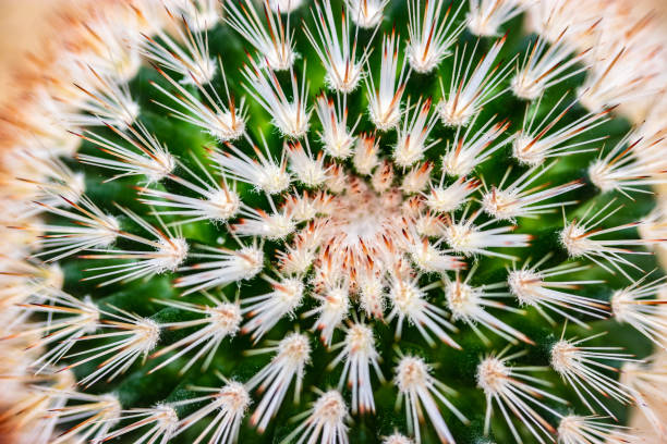 istock Close up of cactus with long thorns 990462142