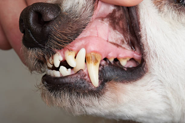 istock Care of dog teeth 990462548